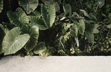 Fresh green leaves (Colocasia gigantea/Giant elephant ear/ Indian taro) on concrete pavement.Natural background with copy space.