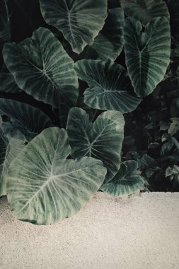 Fresh green leaves (Colocasia gigantea/Giant elephant ear/ Indian taro) on concrete pavement.Natural background with copy space.