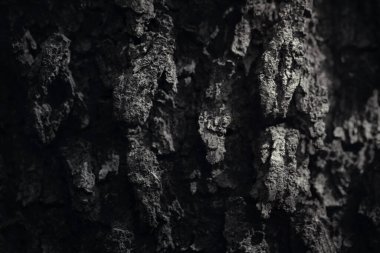 Ağaç kabuğu dokusunun ayrıntıları. Makro fotoğraf arkaplanı.