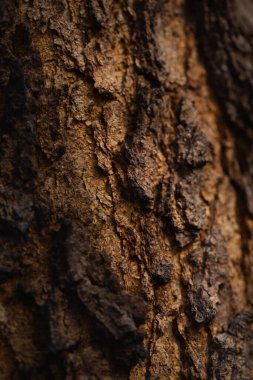 Ağaç kabuğu dokusunun ayrıntıları. Makro fotoğraf arkaplanı.