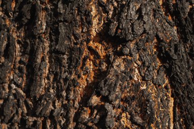 Yanmış ağaç kabuğunun ayrıntıları. Makro fotoğraf geçmişi.