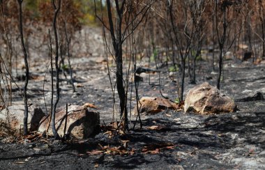 Yasadışı orman tahribatının kül ve külleriyle çıkan yangından sonra