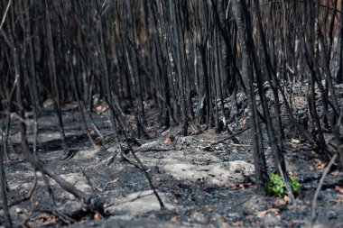 Asya 'da yağmur ormanlarının tahrip edilmesi. Küresel ısınma / Ekoloji kavramı geçmişi.