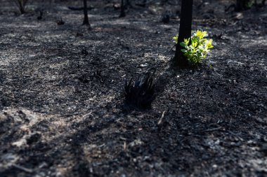 New leaves burst forth from a burnt tree after forest fire.The rebirth of nature after the fire.Ecology concep