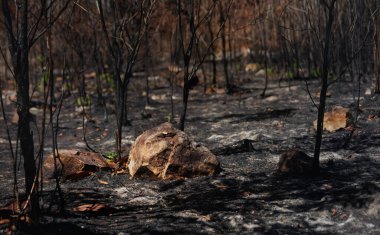 Yasadışı orman tahribatının kül ve külleriyle çıkan yangından sonra