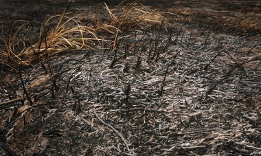 Toz ve küllerle çıkan vahşi yangından sonra