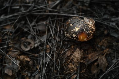 Vahşi salyangoz kabuğu yangından sonra kül oldu. Küresel ısınma, ormanları koruma, çevre kavramını koruma.