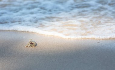 Hayalet Yengeç, Ocypode veya Ocypodidae sahilde.