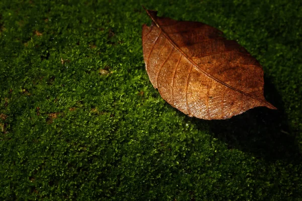 Fallna Torra Löv Grön Mossa Naturen Makrofotografering Med Naturligt Ljus — Stockfoto
