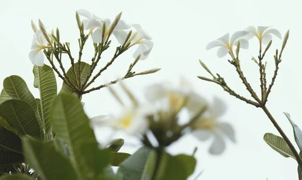 Fleur Tropicale Frangipanique Blanche Plumeria Floraison Sur Arbre Fleur Spa — Photo