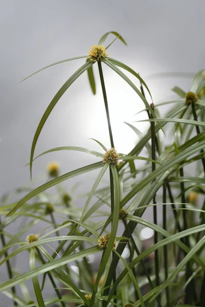 Άνθη Πράσινου Χόρτου Του Cyperus Involucratus Φυτό Ομπρέλα Επίσης Γνωστό — Φωτογραφία Αρχείου