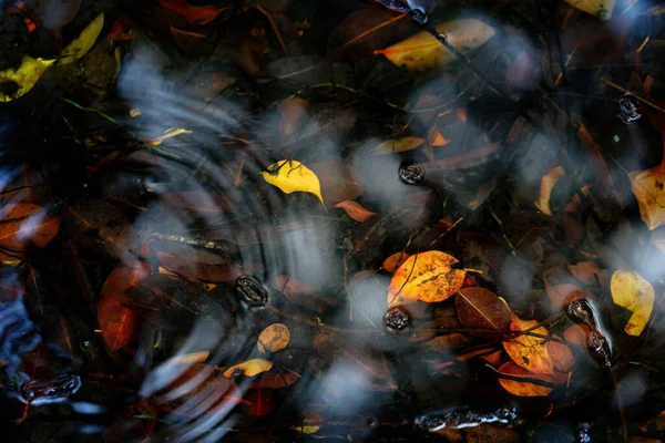 Fallna Löv Träsket Övergivet Träsk Tidigt Morgonen Med Naturligt Ljus — Stockfoto