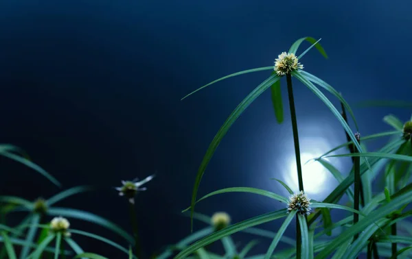 Green Grass Flowers Cyperus Involucratus Umbrella Plant Also Known Papyrus — Photo