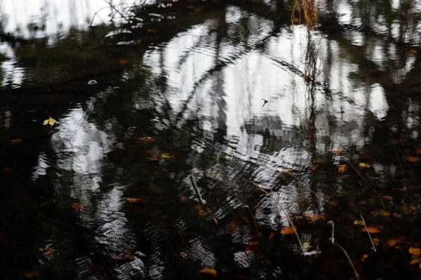 Gefallene Blätter Sumpf Verlassener Sumpf Frühen Morgen Mit Natürlichem Licht — Stockfoto