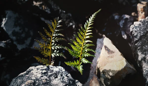 Красиве Зелене Листя Папороті Природі Примітивний Лісовий Фон — стокове фото