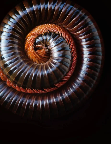 Asian Giant Millipede Siamese Pointy Tail Millipede Backed Curled Blacck — Zdjęcie stockowe