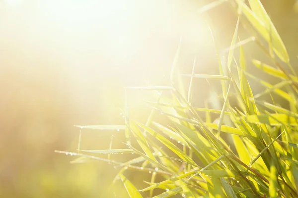 Свіжа Зелена Трава Краплями Роси Рано Вранці Природний Екологічний Фото — стокове фото