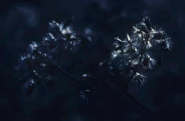 Beautiful Grass Flower Nature Low Key Color Toned — Foto de Stock