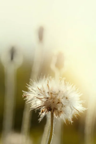 Σπόροι Πικραλίδας Στη Φύση Λουλούδι Φόντο — Φωτογραφία Αρχείου