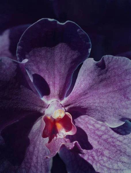 Schöne Blumen Von Vanda Coerulea Garten — Stockfoto