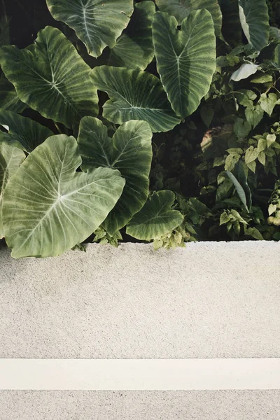 Beton asfalt üzerinde taze yeşil yapraklar (Colocasia gigantea / Dev fil kulağı / Hint taro). Kopya alanı olan doğal arka plan.