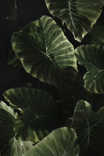 Green Leaves Colocasia Gigantea Giant Elephant Ear Indian Taro Background — Stockfoto