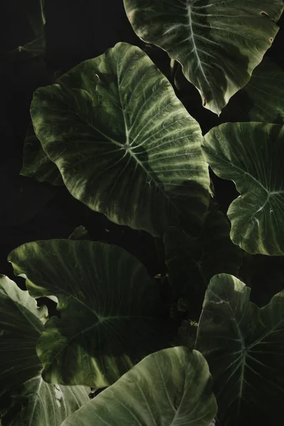 Yeşil yapraklar (Colocasia dev çay / Dev fil kulağı / Hint tarosu) arka plan.