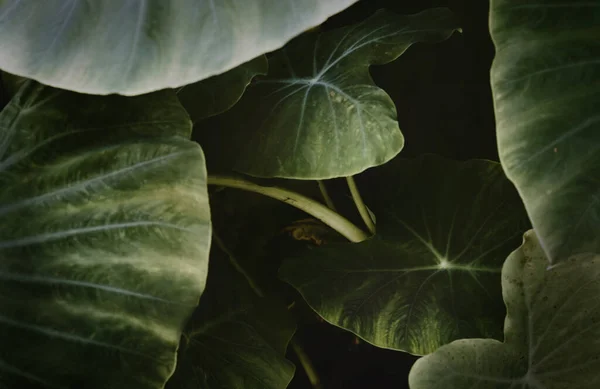 Green Leaves Colocasia Gigantea Giant Elephant Ear Indian Taro Background — Stockfoto