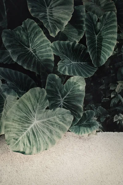 Beton asfalt üzerinde taze yeşil yapraklar (Colocasia gigantea / Dev fil kulağı / Hint taro). Kopya alanı olan doğal arka plan.