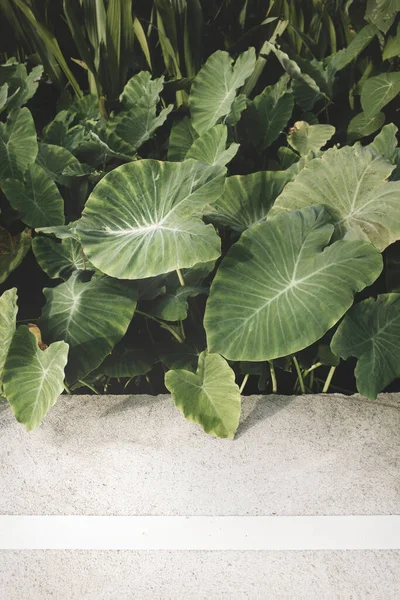 Beton asfalt üzerinde taze yeşil yapraklar (Colocasia gigantea / Dev fil kulağı / Hint taro). Kopya alanı olan doğal arka plan.