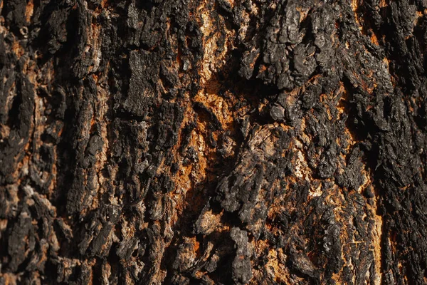 Yanmış ağaç kabuğunun ayrıntıları. Makro fotoğraf geçmişi.
