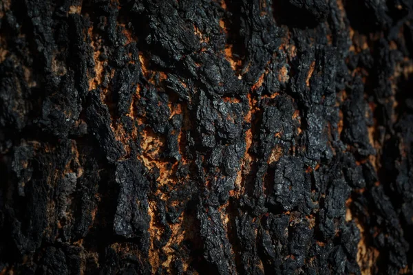 燃烧树的细节 宏观摄影背景 — 图库照片
