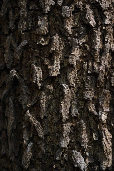 树皮纹理的细节 宏观摄影背景 — 图库照片