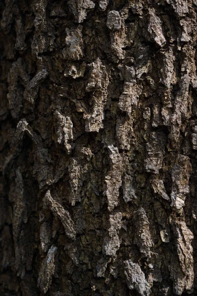 Detail Tree Bark Texture Macro Photography Background — Fotografia de Stock