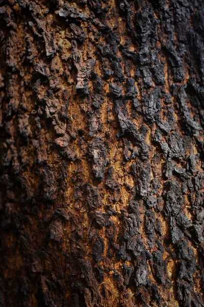 Yanmış ağaç kabuğunun ayrıntıları. Makro fotoğraf geçmişi..