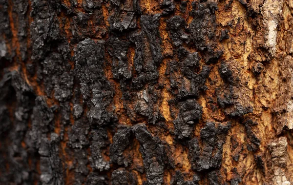 Detail Van Verbrande Boomschors Macro Fotografie Achtergrond — Stockfoto