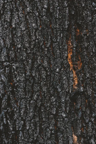 燃烧树的细节 宏观摄影背景 — 图库照片