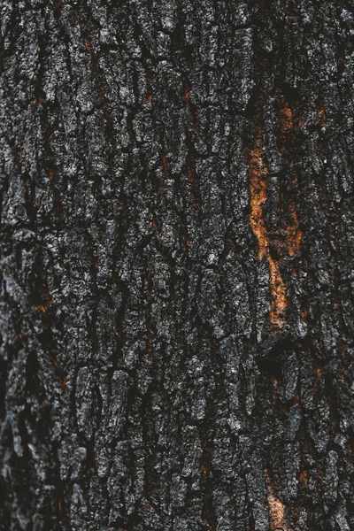 Detalle Corteza Del Árbol Quemado Fondo Fotografía Macro — Foto de Stock