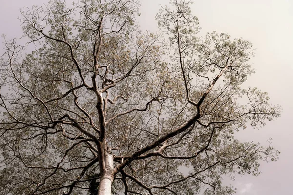 Big Scary Tree Black Branch Veins Sky Natu — Stockfoto