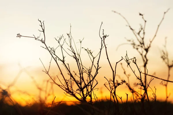 Arkaplanı yanan kuru dallar. Alacakaranlık sahnesi..