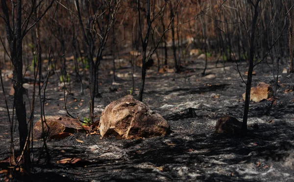 Après Incendie Avec Poussière Des Cendres Zone Déforestation Illégale — Photo
