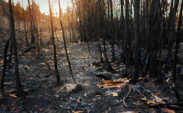 Požáru Prachem Popelem Oblast Nelegálního Odlesňování — Stock fotografie