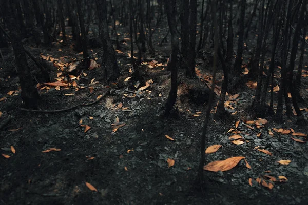 Krajina Stromů Keřů Spálených Divokým Ohněm Tropickém Deštném Pralese — Stock fotografie