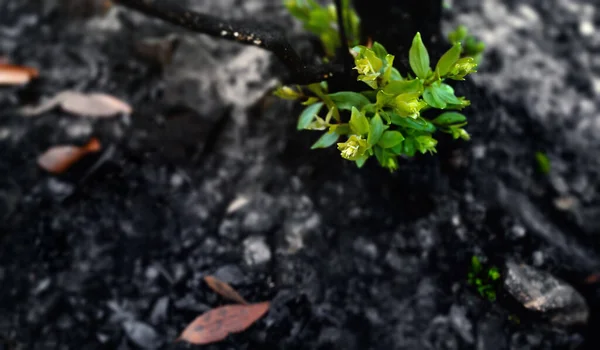 Нове Листя Виривається Спаленого Дерева Після Лісового Пожежі Відродження Природи — стокове фото