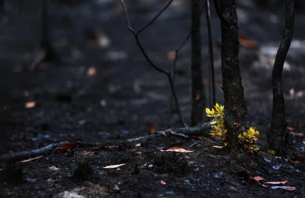 Nové Listy Vytryskly Spáleného Stromu Lesním Požáru Znovuzrození Přírody Požáru — Stock fotografie