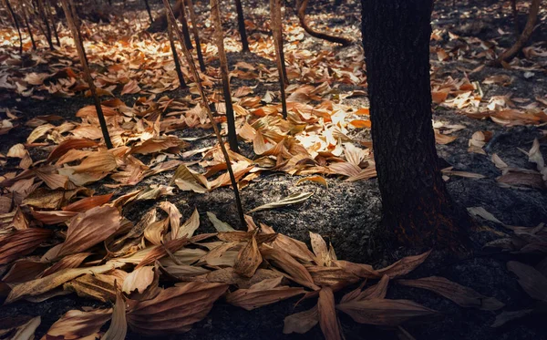 Nach Flächenbrand Mit Staub Und Asche Fläche Illegaler Abholzung — Stockfoto