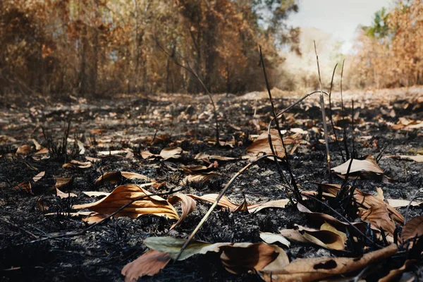 Požáru Prachem Popelem Oblast Nelegálního Odlesňování — Stock fotografie