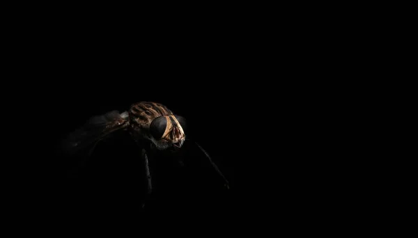 Single Fly Black Background — Foto Stock