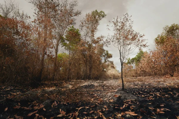 Einsamer Baum Nach Waldbrand Mit Staub Und Asche Globale Erwärmung — Stockfoto