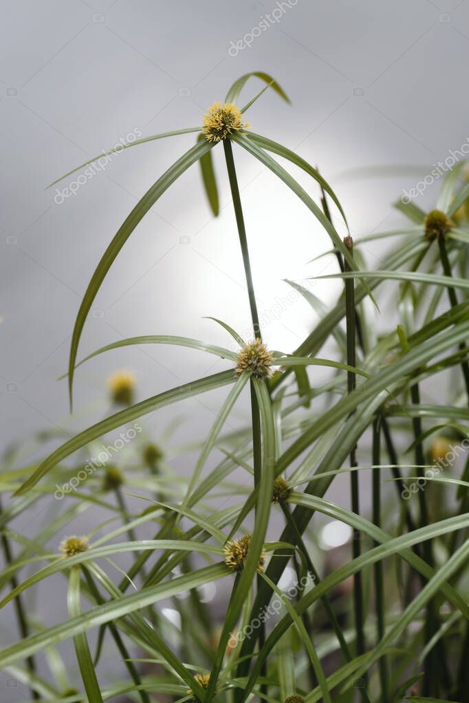 Green grass flowers of Cyperus involucratus (umbrella plant), also ...